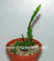 Rhipsalis micrantha fa. roseana monstrosa