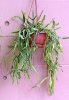 Rhipsalis micrantha fa. roseana monstrosa