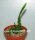 Rhipsalis micrantha fa. roseana monstrosa