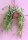 Rhipsalis micrantha fa. roseana monstrosa