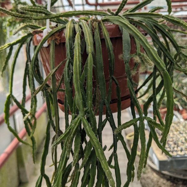 Rhipsalis micrantha ssp. kirbergii(syn. kirbergii)
