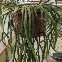 Rhipsalis micrantha ssp. kirbergii(syn. kirbergii)