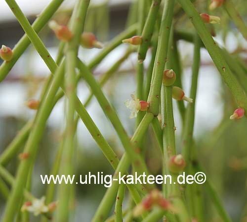 Rhipsalis micrantha ssp. kirbergii