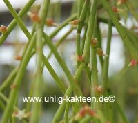 Rhipsalis micrantha ssp. kirbergii