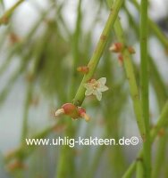 Rhipsalis micrantha ssp. kirbergii