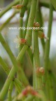 Rhipsalis micrantha ssp. kirbergii