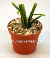 Rhipsalis micrantha ssp. kirbergii