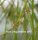 Rhipsalis micrantha ssp. kirbergii