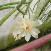 Rhipsalis neves-armondii