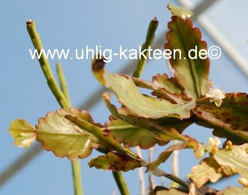 Rhipsalis oblonga