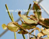Rhipsalis oblonga