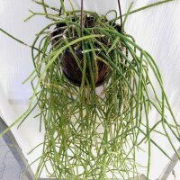 Rhipsalis pacheco-leonis