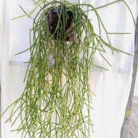Rhipsalis pacheco-leonis
