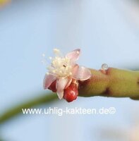 Rhipsalis pacheco-leonis
