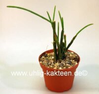 Rhipsalis pacheco-leonis
