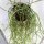 Rhipsalis pacheco-leonis