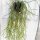 Rhipsalis pacheco-leonis