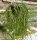 Rhipsalis pacheco-leonis