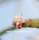 Rhipsalis pacheco-leonis