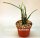 Rhipsalis pacheco-leonis