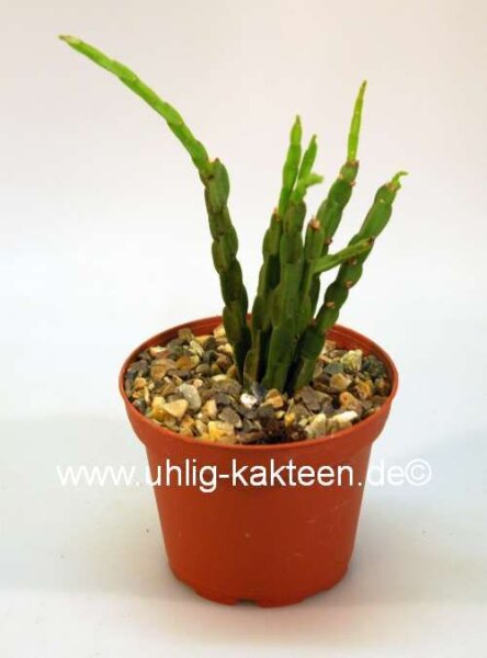 Rhipsalis paradoxa  f. minima