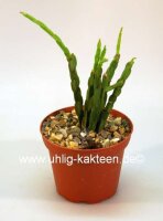 Rhipsalis paradoxa  f. minima