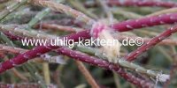 Rhipsalis pilocarpa
