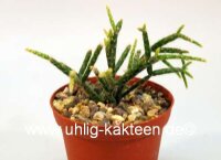 Rhipsalis pilocarpa
