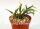 Rhipsalis pilocarpa