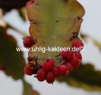 Rhipsalis russellii HU 188