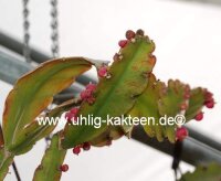 Rhipsalis russellii HU 188