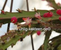 Rhipsalis spec. HU 1101