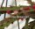 Rhipsalis spec. HU 1101