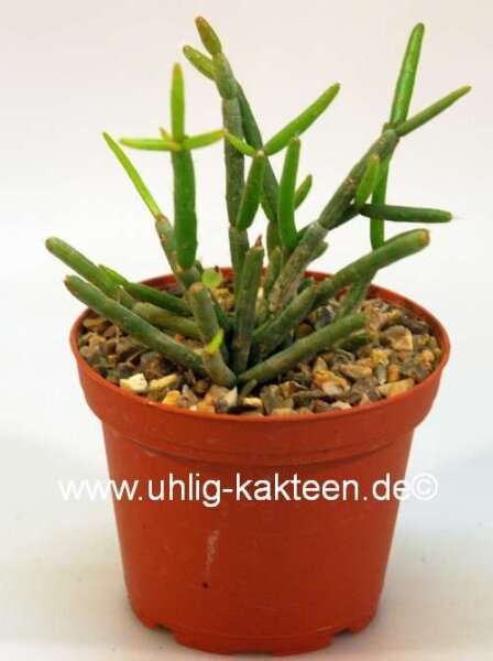 Rhipsalis spec. HU 922
