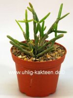 Rhipsalis spec. HU 922