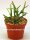 Rhipsalis spec. HU 922