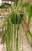 Rhipsalis spec. HU 924