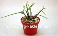 Rhipsalis spec. HU 924