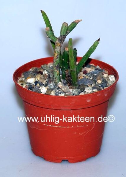 Rhipsalis spec. HU 961