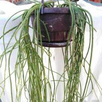 Rhipsalis spec. HU 968