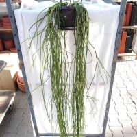Rhipsalis spec. HU 968