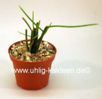 Rhipsalis spec. HU 968