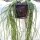 Rhipsalis spec. HU 968