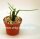 Rhipsalis spec. HU 968