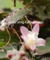 Rhipsalis spec. HU 977