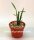 Rhipsalis spec. HU 979