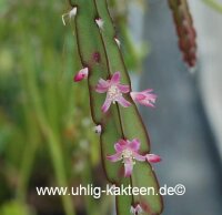 Rhipsalis spec. HU 985