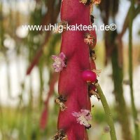 Rhipsalis spec. HU 985