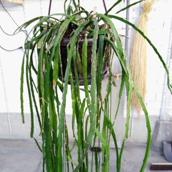 Rhipsalis spec. HU 992