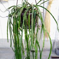 Rhipsalis spec. HU 992